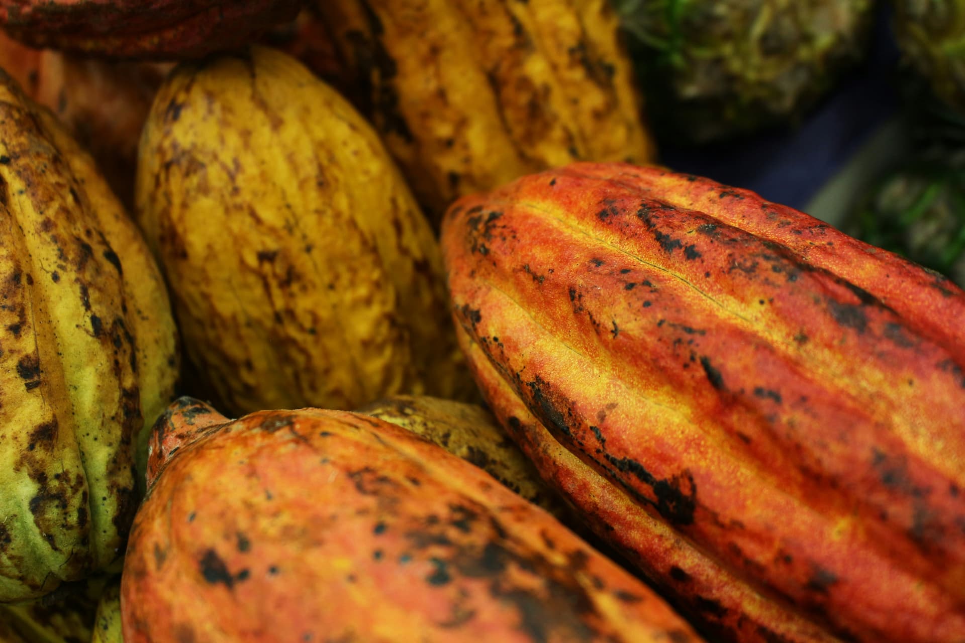 Ripe cacao pods in vibrant yellow and orange hanging from a tree