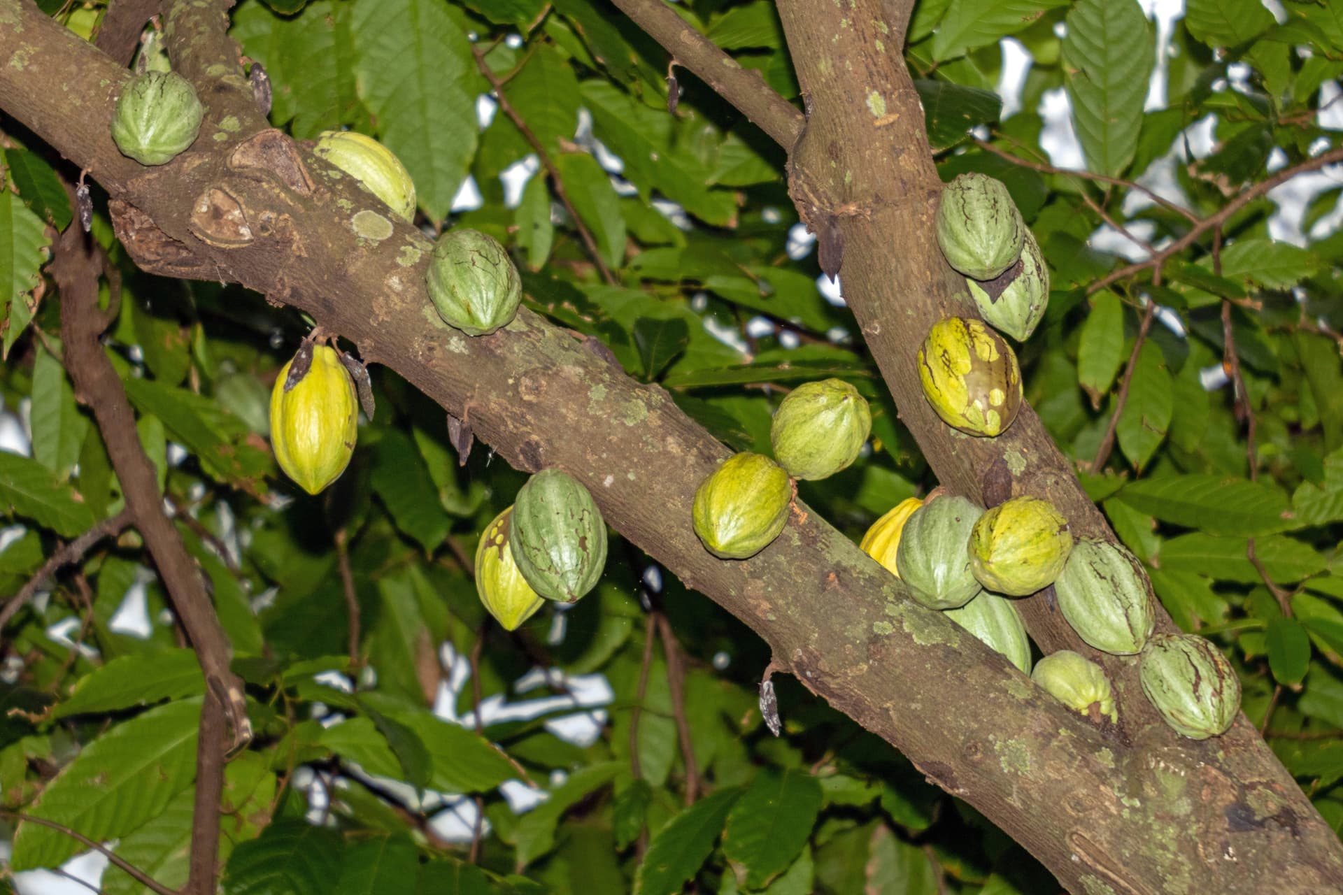 Visitors on a cacao farm tour walking through rows of tropical trees