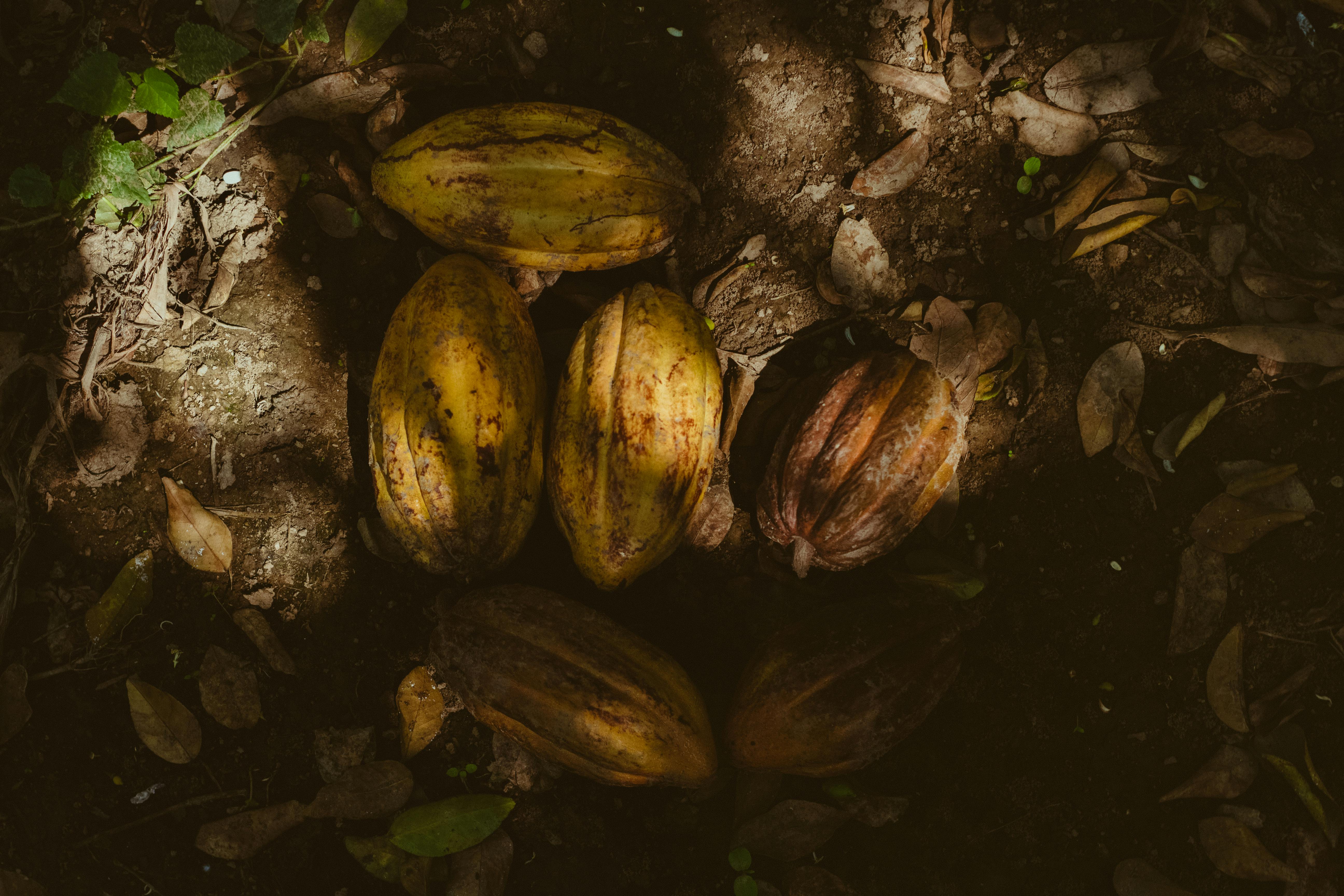 Hawaii cacao pods and chocolate