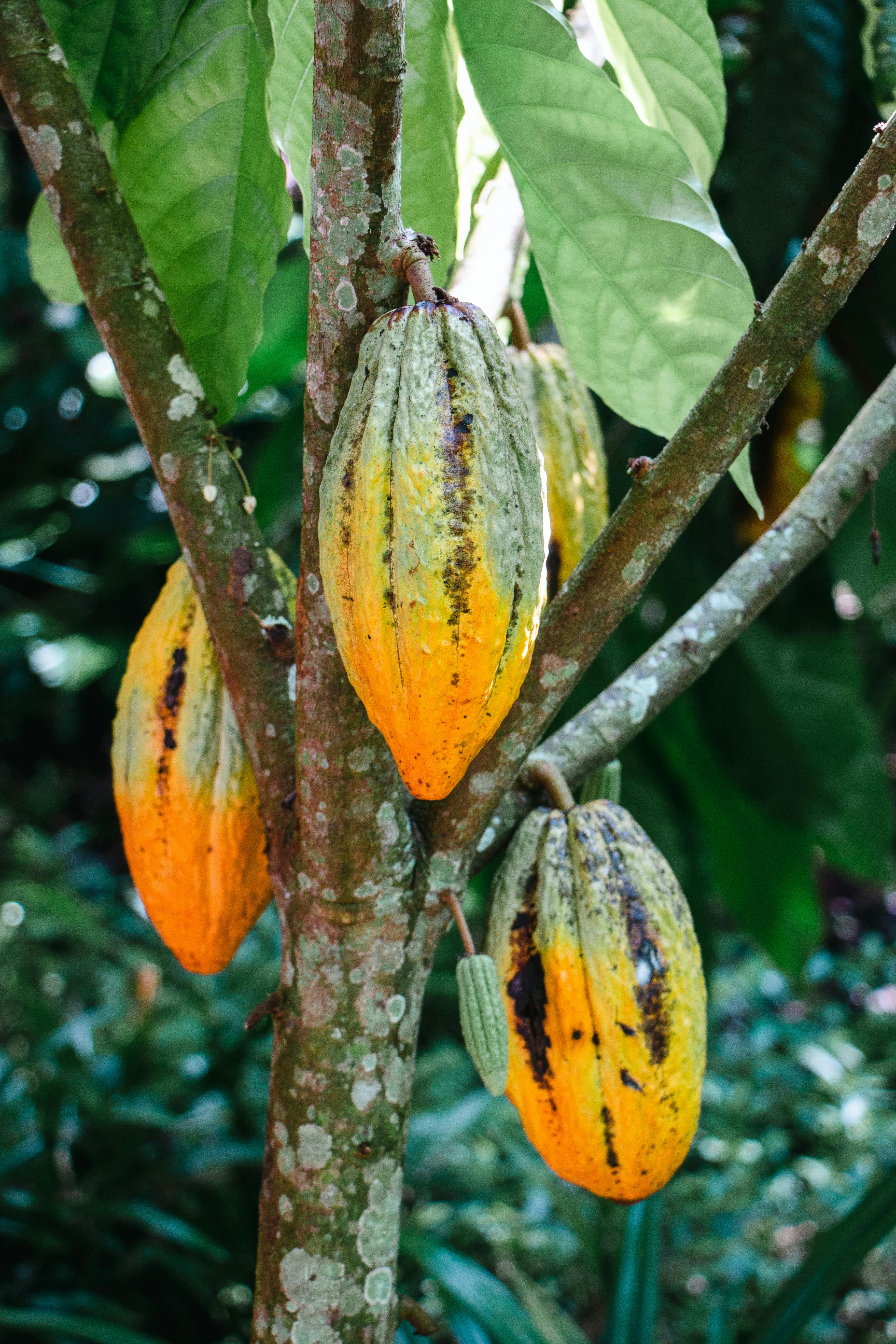 Cacao pods on tree